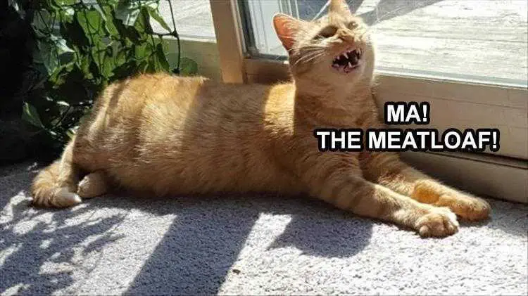 Funny Animal Memes Pics Chazz Cat
