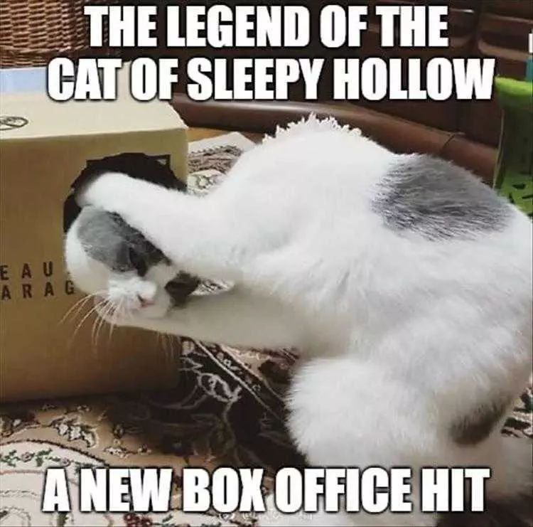 Funny Animal Memes Pics  New Cat Head
