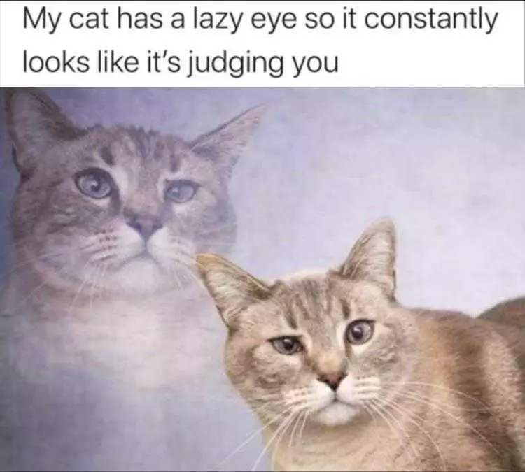 Funny Animal Memes Pics  Judgy Cat