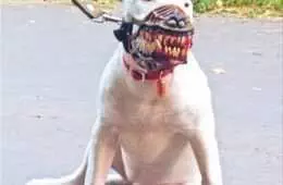 Funny Animal Meme Pictures  Dog Mask