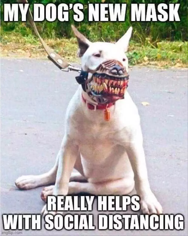 Funny Animal Memes Pic  Dog'S New Mask