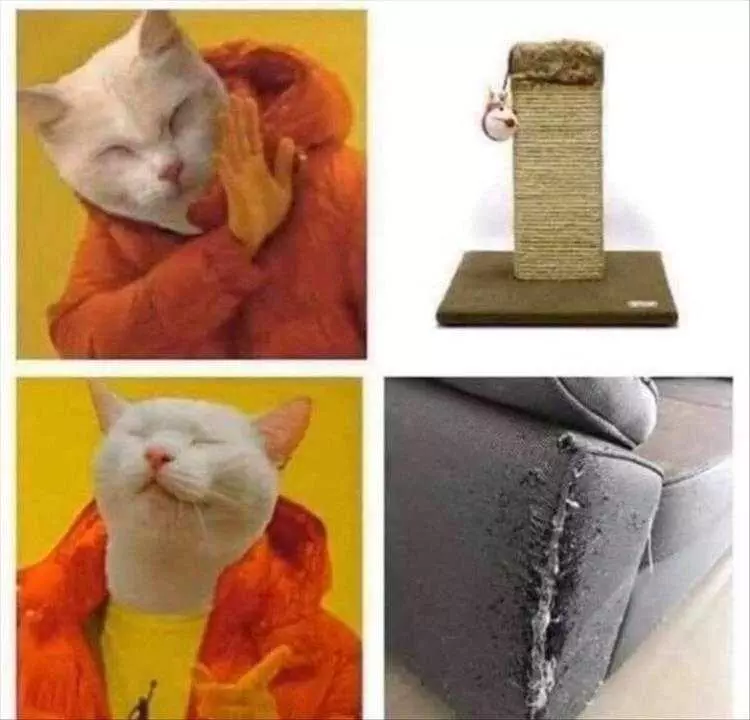 Funny Animal Memes Pic  Too Good For Cat Tree