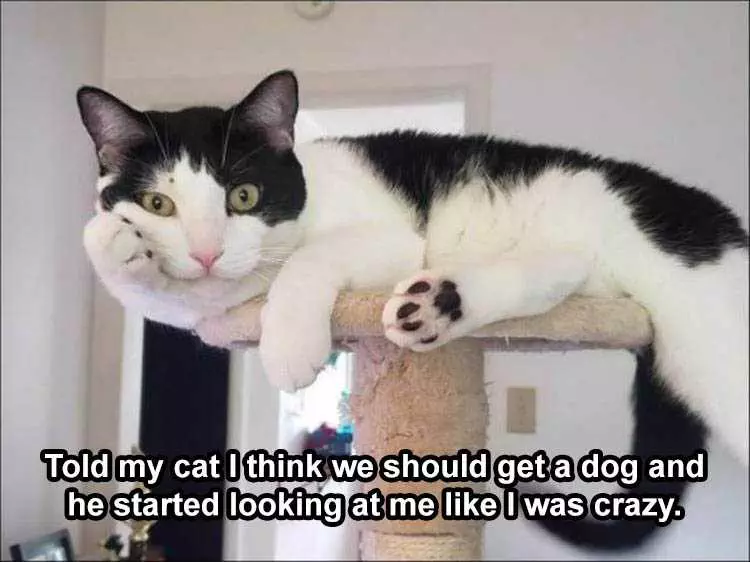 Funny Animal Memes Clean  Cat Thinks Humans Are Crazy