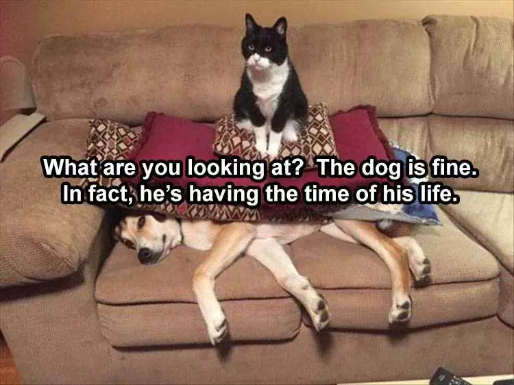 Hilarious Animal Meme Clean  Cat On Dog