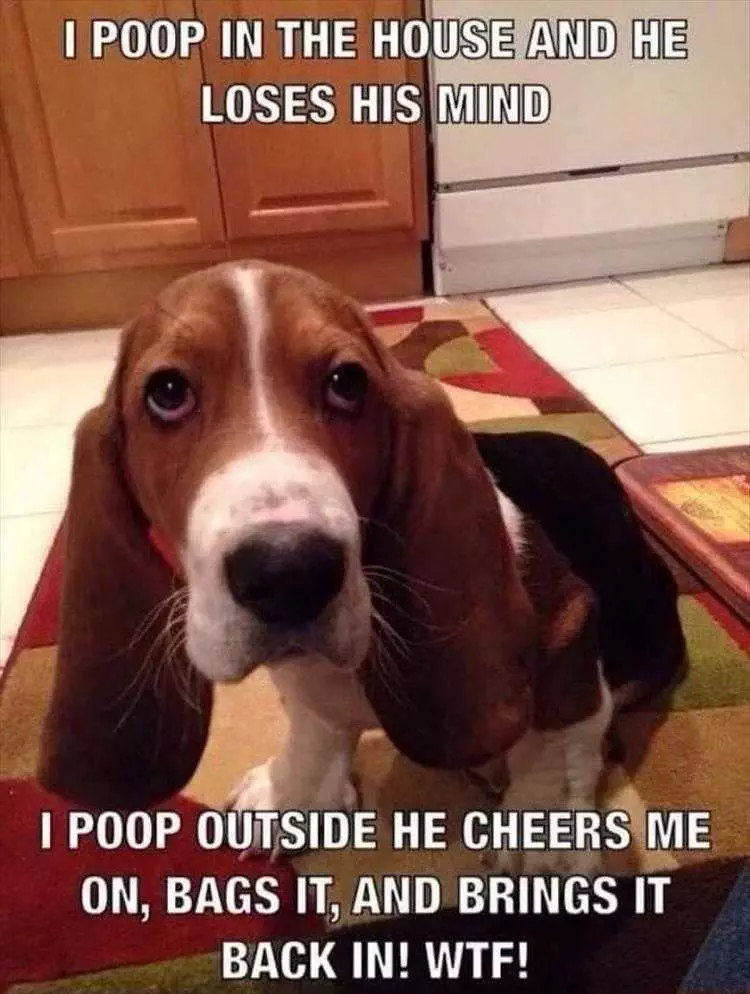 Funny Dog Memes Clean  Dog Thinks Humans Are Crazy