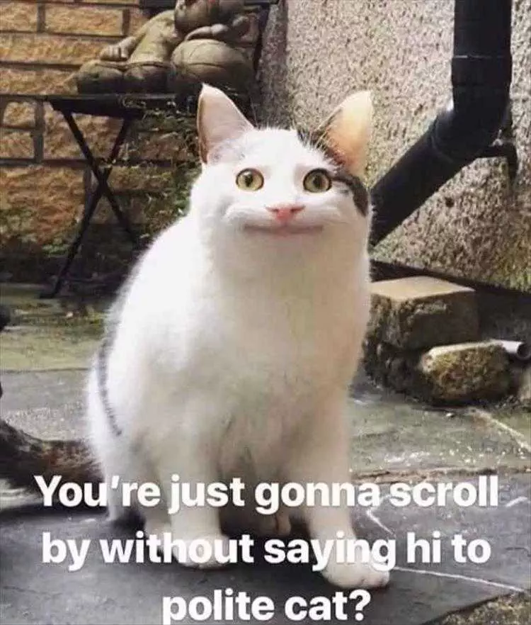 Funny Cat Memes Clean  Hi