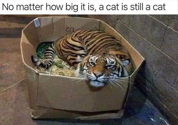 Funny Animal Memes Clean  Tiger In A Box