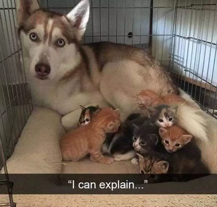 Funny Animal Memes Clean Inpupster