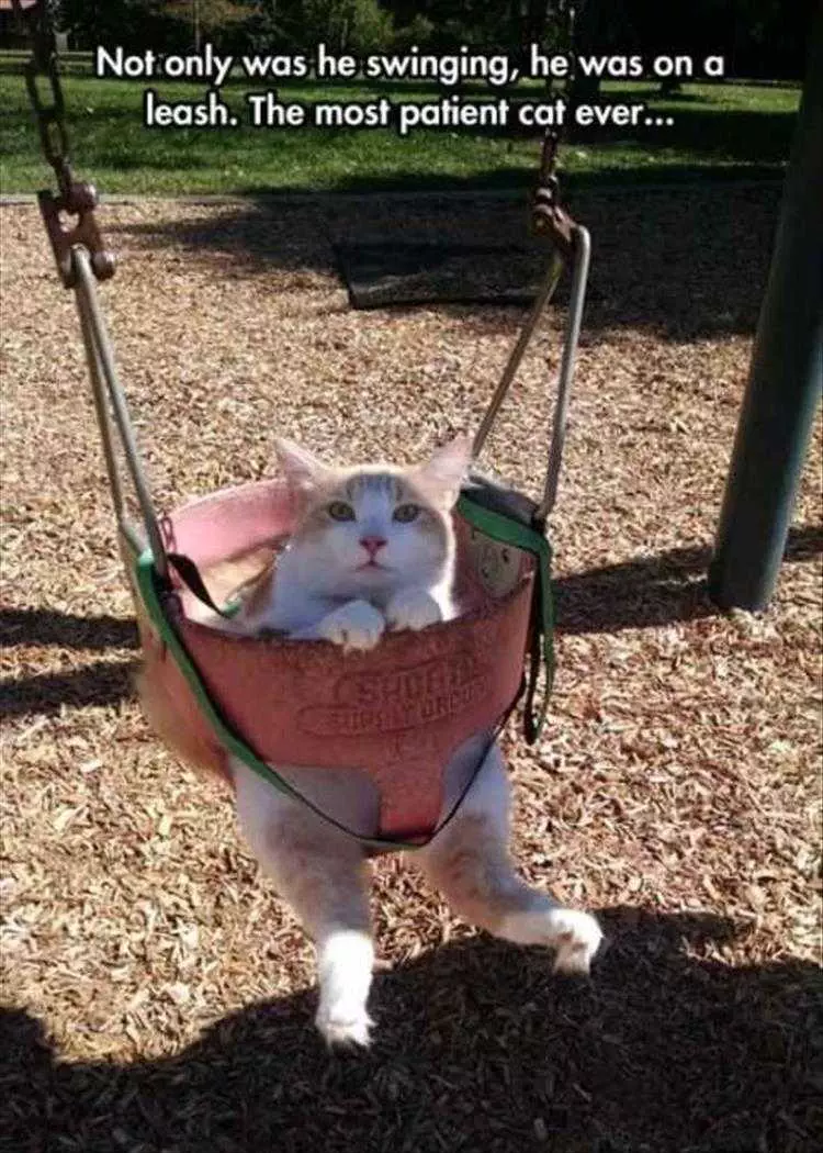 Funny Cat Memes Clean  Cat In Swing