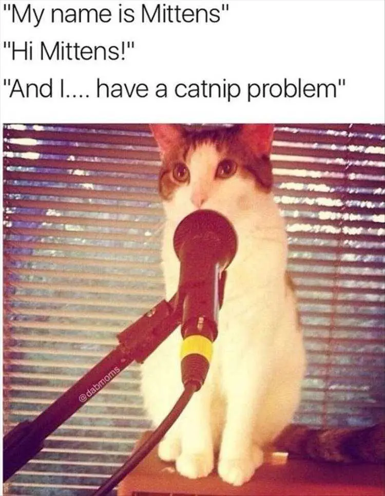 Hilarious Cat Memes Clean Catnip Problem