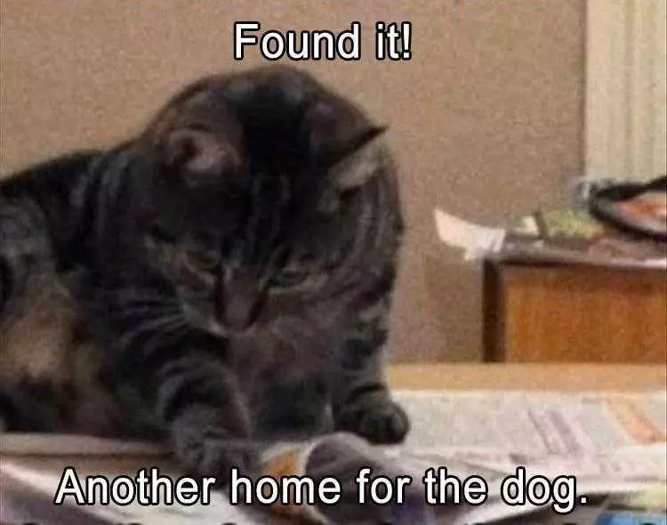 Hilarious Animal Memes Clean  Cat Classified