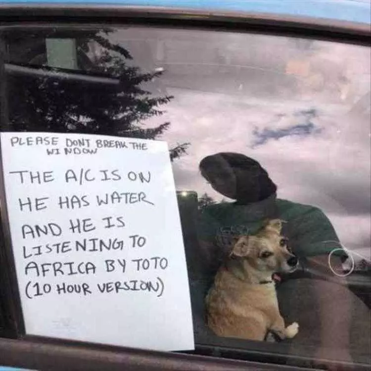 Hilarious Animal Memes Clean  Dog Not Enjoying Toto