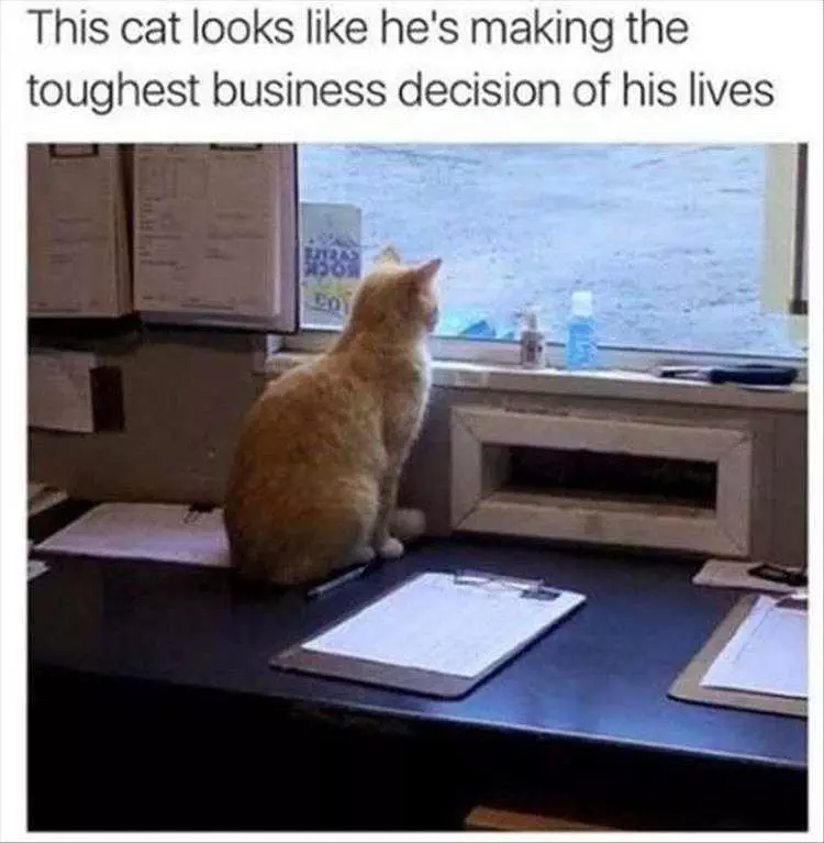 Hilarious Animal Memes Clean  Cat Making Business Decision