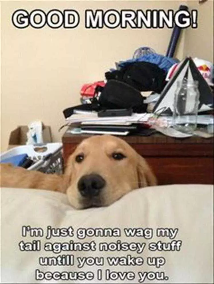 Cute Animal Memes Funny Every Dog'S Routine