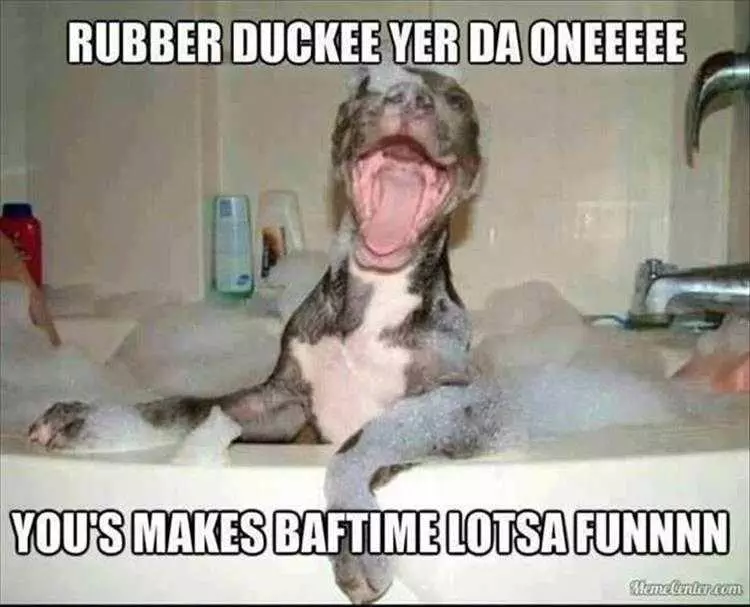 Cute Animal Memes Funny Bubble Bath