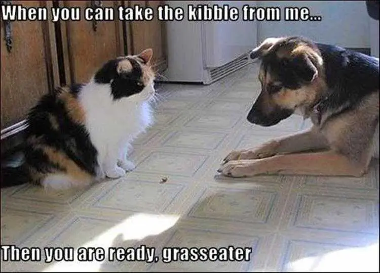 Cute Animal Memes Funny Black Belt