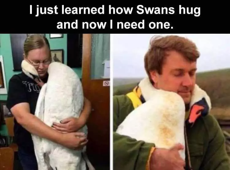Funny Animal Memes Clean  Swan Hugs