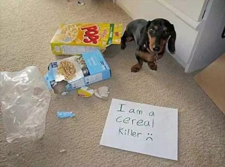 Funny Animal Meme Clean  Dog Cereal Killer