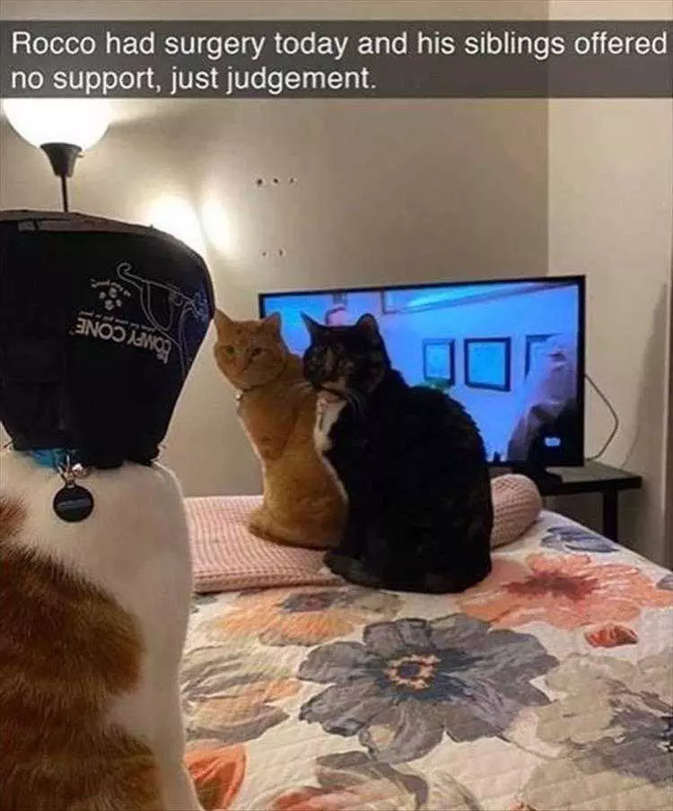 Animal Memes Clean  Judgemental Cat Siblings