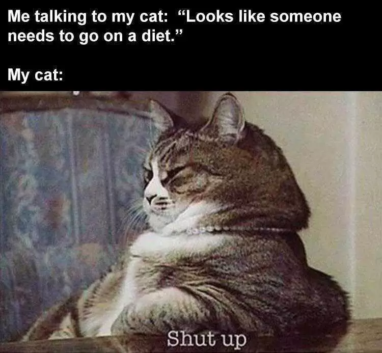 Funny Animal Memes Clean  Fat Cat With Attitude