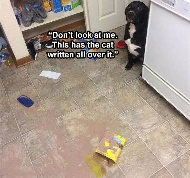 Funny Animal Memes Clean  Guilty Dog Blaming Cat