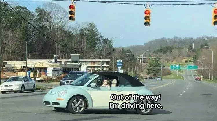 Funny Animal Memes Clean  Dog Driving Beetle