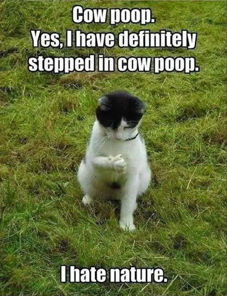 Funny Animal Memes Clean Cat Examining Paw For Poop