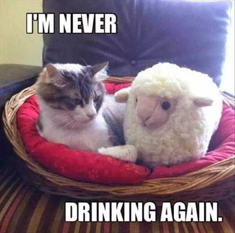 Funny Animal Memes Clean  Cat In Bed With Sheep