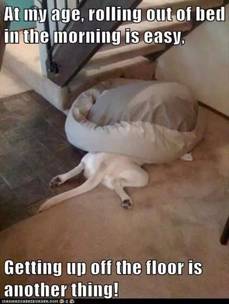 Funny Animal Memes Clean  Dog Under Bed
