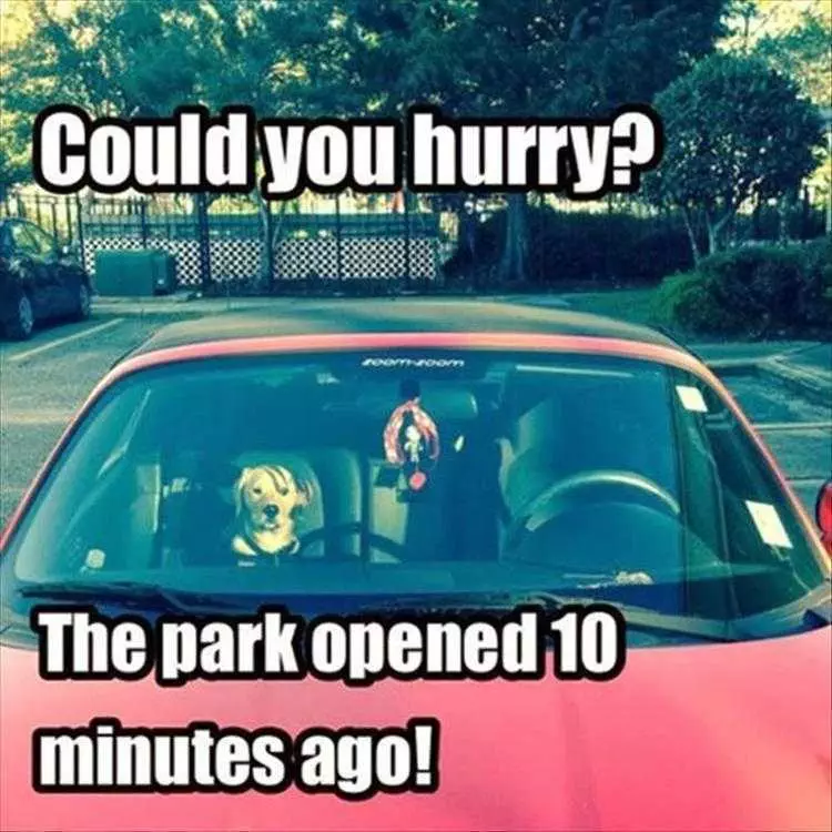 Funny Animal Memes Clean  Dog Waiting Anxiously In Car