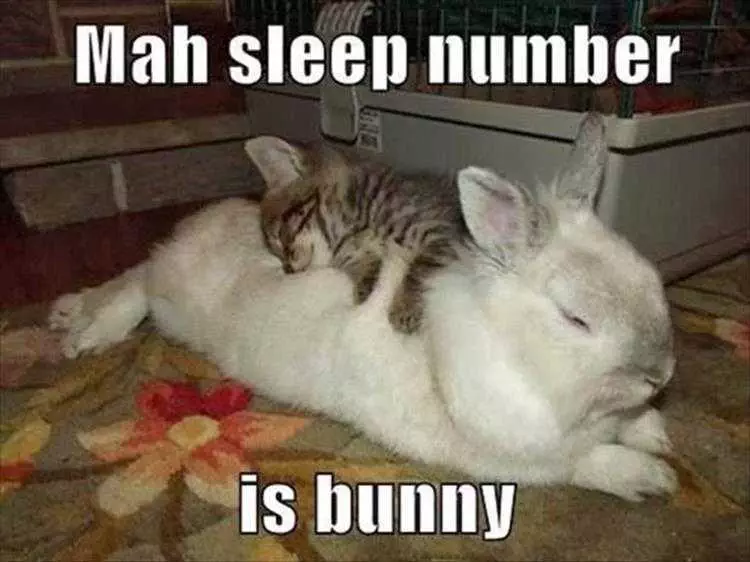 Funny Animal Memes Clean  Cat Sleeping On Bunny