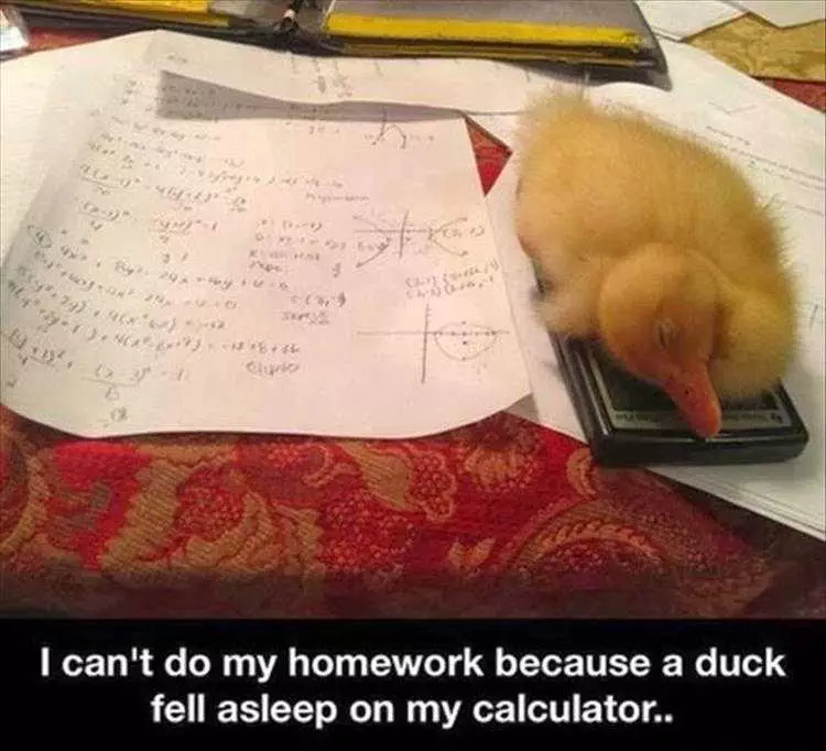 Funny Animal Memes Clean  Oh Duck... Can'T Do Homework