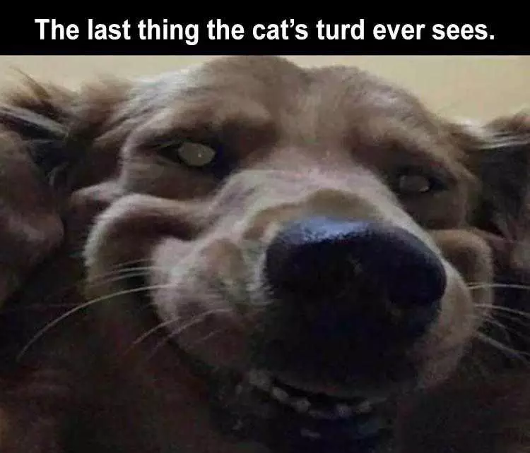 Top 28 Funny Animal Memes Of The Day 5Fb293Da6363D