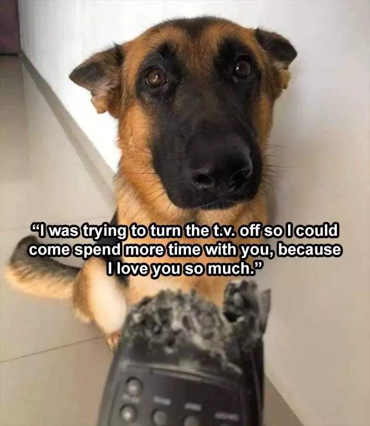 Top 28 Funny Animal Memes Of The Day 5Fb293Dd94454