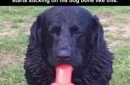 Funny Pet Memes  Horn Dog