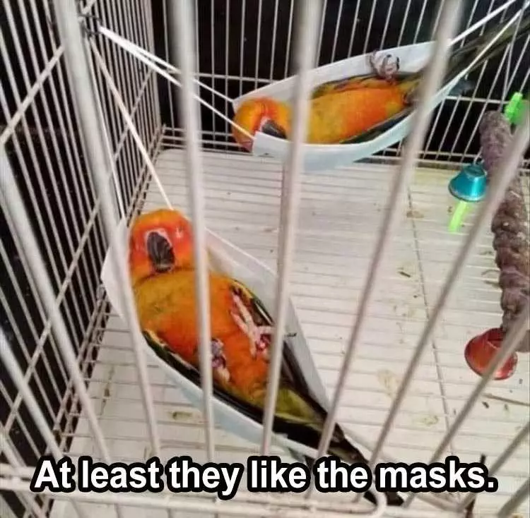 Funny Animal Captions  Parrot Covidiots