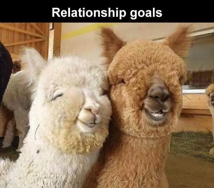 Funny Animal Caption  Happiness Is