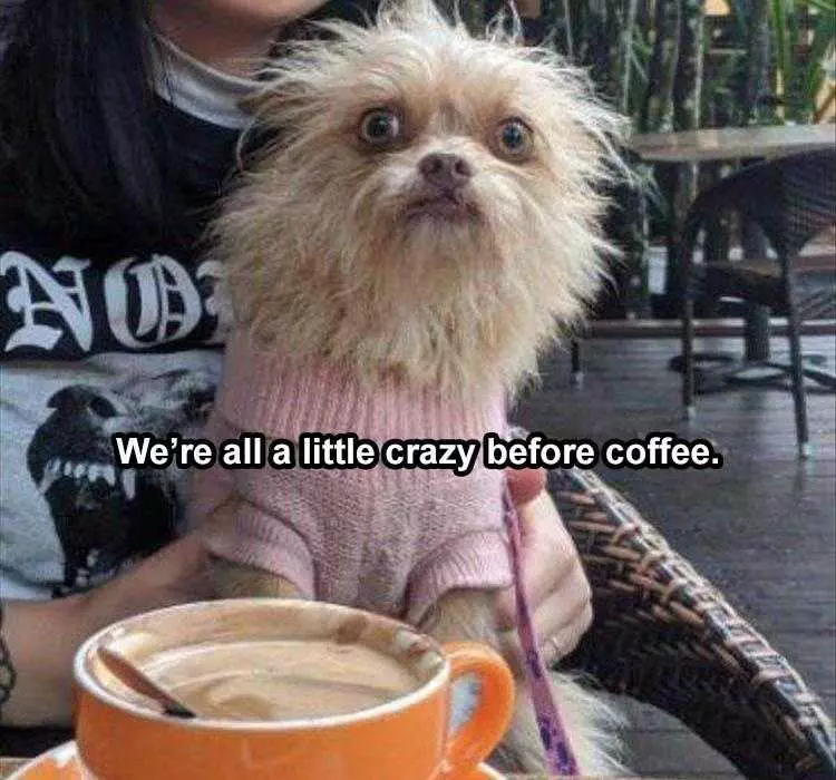 Pet Memes  Coffee Expression