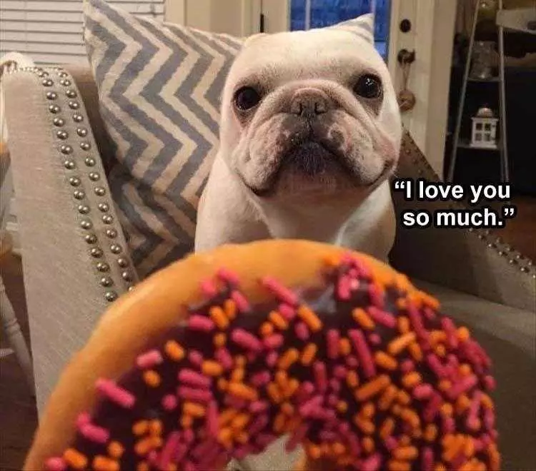Pet Dog Memes  Donut Love