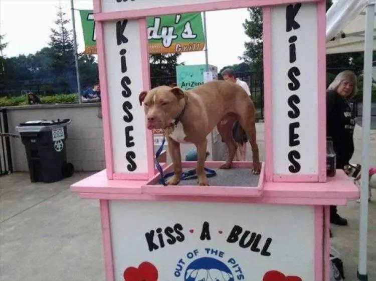 Pet Dog Memes Bull Dog Kiss