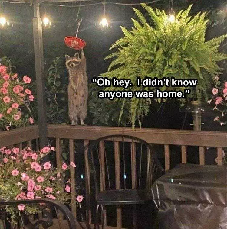 Pet Raccoon Memes  Just Hanging Out