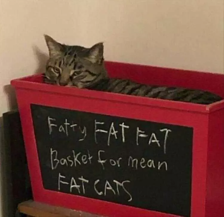 Pet Cat Memes  Naughty Cat