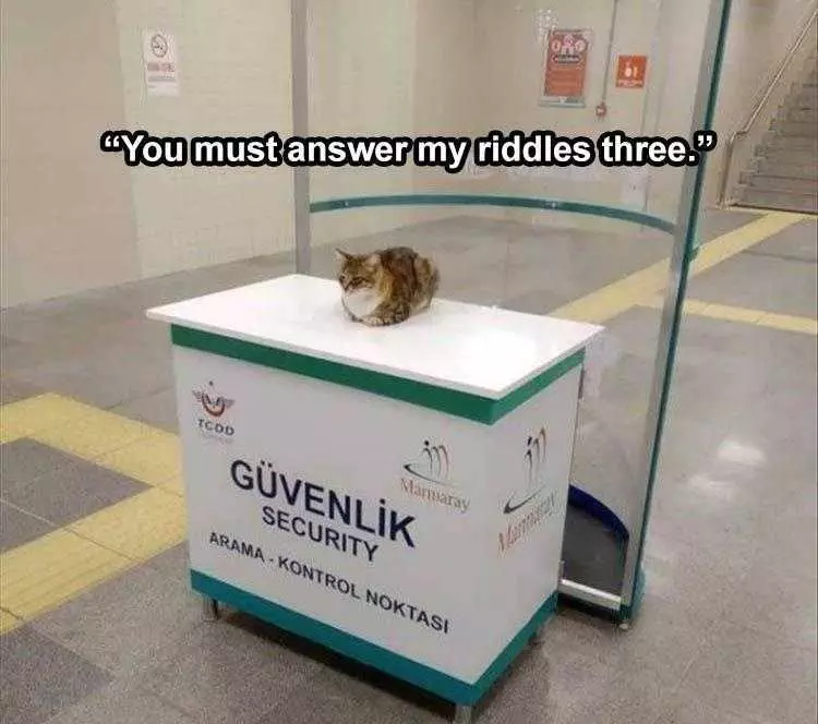 Pet Cat Memes  Customs Cat