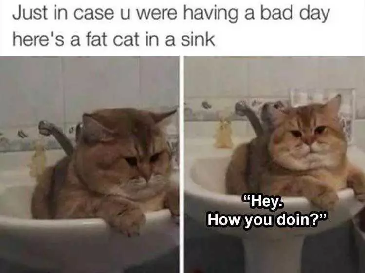 Pet Cat Memes  Fat Cat In Sink