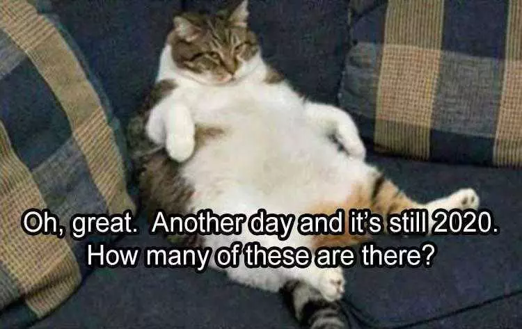 Pet Cat Memes  Catatonic Kitty