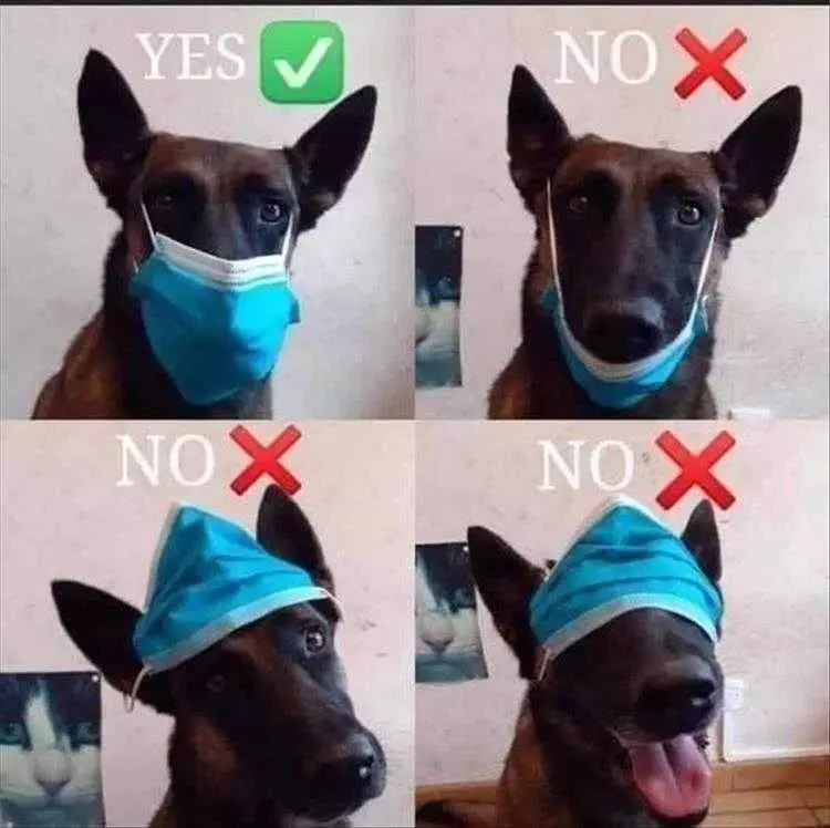 Pet Dog Memes Unmasking The Truth Behind Mask Wearing
