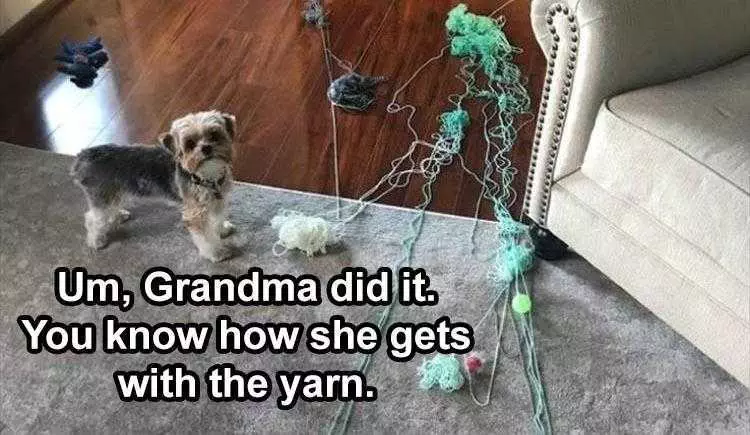 Pet Dog Memes Blame Grandma