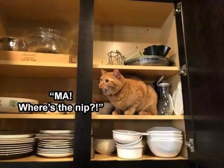 Pet Cat Memes  Nip Now!