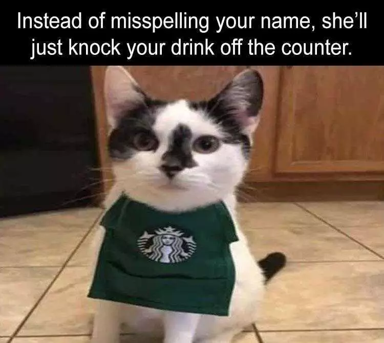Pet Memes  Barista Kitty