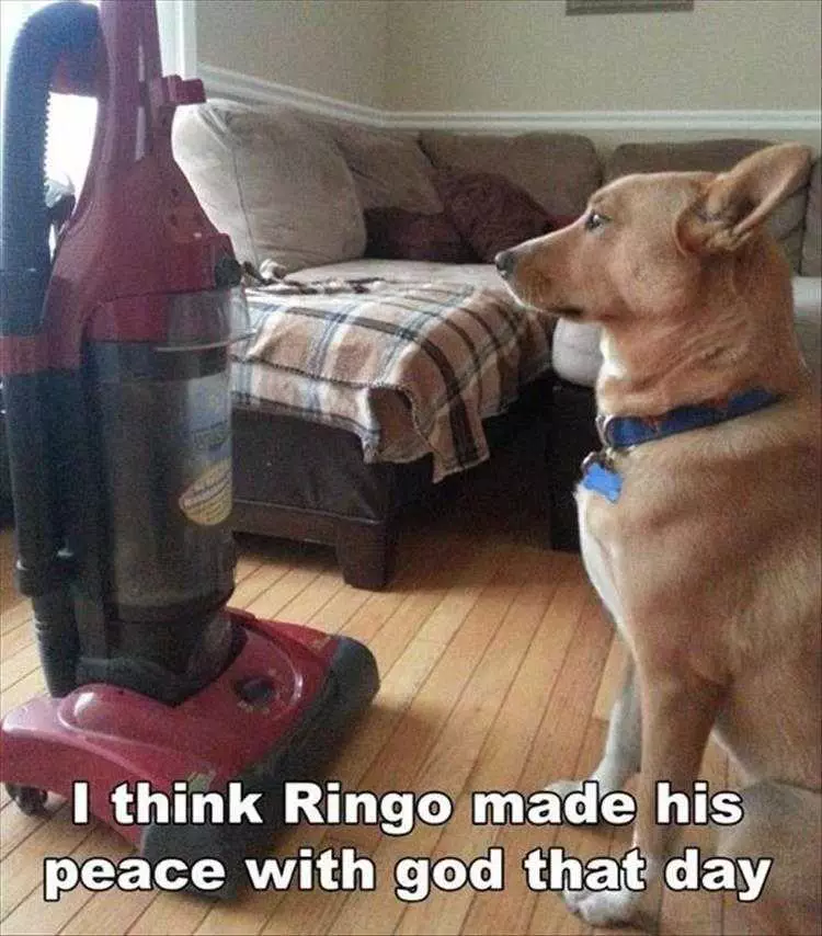 Funny Pet Memes  Making Peace With Its Master